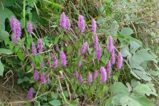 오랜만에 찾은 백양산 - 식물 갤러리