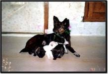 901번 편도 3시간..........검암역쪽 너무 막히는........ - 버스 갤러리