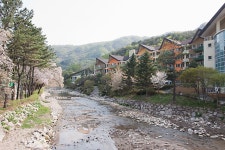 비오는 날은 공치는 날??? - 식물 갤러리