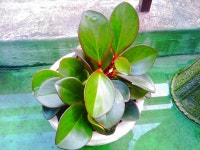 식갤 고수분들을 믿습니다. - 식물 갤러리