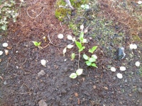 포도 발아 - 식물 갤러리