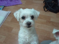 바로정비에서 엔진오일 - 쉐보레 갤러리