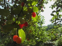 김포에서, 보리수. - 식물 갤러리