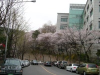 봄에 명륜캠 후문으로 나가면 멋진 봄풍경이 정말 좋다-사진모음- - 성균관대 갤러리
