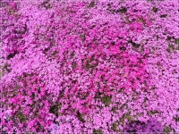 [부산]낙동강변 도심속의 삼락공원 - 도시 갤러리