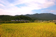 [11.10.01] 황금 들녘의 산천 - 철도(지하철) 갤러리