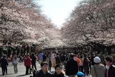 저도 하나미사진!(우에노공원) - 여행-일본 갤러리