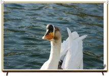 (a350)오리 무중 - 소니 갤러리