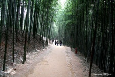 [550D] 죽녹원~ - 캐논 갤러리