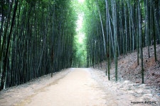 [550D] 죽녹원~ - 캐논 갤러리