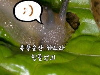 [달팽이]달퐁이: 내 알함정에 걸렸구나 - 동물,기타 갤러리