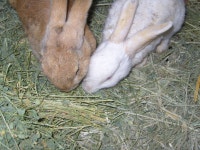 달나라 토끼농장 알파파 후기~(사진 리사이징 안됌) - 동물,기타 갤러리