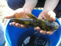 경산 낚갤러들 필독 [오목천 살인사건] - 낚시 갤러리