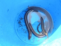 경산 낚갤러들 필독 [오목천 살인사건] - 낚시 갤러리