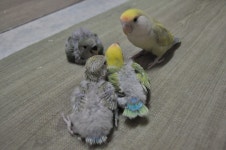 [모란앵무] 가족 나들이 - 동물,기타 갤러리