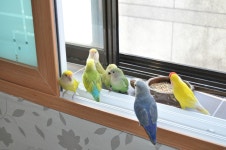 [모란앵무] 참치패밀리vs체리.복이 - 동물,기타 갤러리