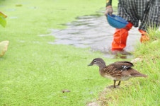 [원앙이] 함양 상림 - 동물,기타 갤러리