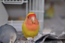 모란앵무 - 동물,기타 갤러리