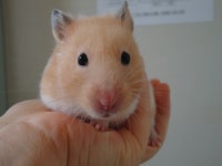 [골든햄]+19금/ 베이지와 아이보리 구별사진, 밑에 우유님 봐여 - 동물,기타 갤러리