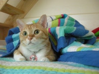 냐옹인 냐옹냐옹해 - 야옹이 갤러리