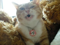 냐옹인 냐옹냐옹해 - 야옹이 갤러리