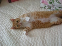 냐옹인 냐옹냐옹해 - 야옹이 갤러리