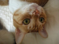 냐옹인 냐옹냐옹해 - 야옹이 갤러리