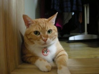 냐옹인 냐옹냐옹해 - 야옹이 갤러리