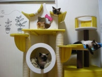 냐옹인 냐옹냐옹해 - 야옹이 갤러리