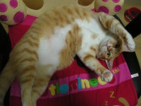 냐옹인 냐옹냐옹해 - 야옹이 갤러리