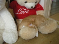 냐옹인 냐옹냐옹해 - 야옹이 갤러리