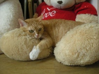 냐옹인 냐옹냐옹해 - 야옹이 갤러리