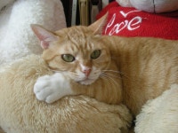 냐옹인 냐옹냐옹해 - 야옹이 갤러리