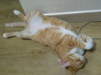 냐옹인 냐옹냐옹해 - 야옹이 갤러리