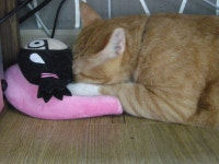 냐옹인 냐옹냐옹해 - 야옹이 갤러리