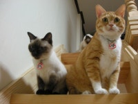 냐옹인 냐옹냐옹해 - 야옹이 갤러리