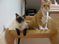 냐옹인 냐옹냐옹해 - 야옹이 갤러리