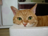 냐옹인 냐옹냐옹해 - 야옹이 갤러리