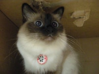 냐옹인 냐옹냐옹해 - 야옹이 갤러리