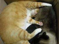 냐옹인 냐옹냐옹해 - 야옹이 갤러리