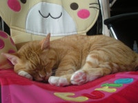 냐옹이는 냐옹냐옹해 - 야옹이 갤러리