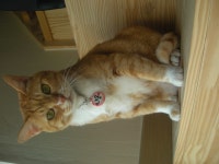 냐옹이는 냐옹냐옹해 - 야옹이 갤러리