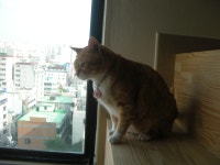 냐옹이는 냐옹냐옹해 - 야옹이 갤러리