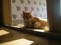 냐옹이는 냐옹냐옹해 - 야옹이 갤러리