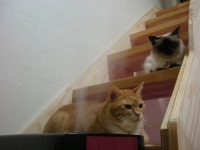 냐옹이는 냐옹냐옹해 - 야옹이 갤러리