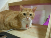 냐옹이는 냐옹냐옹해 - 야옹이 갤러리