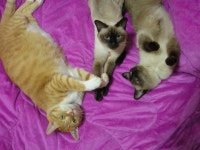 냐옹이는 냐옹냐옹해 - 야옹이 갤러리