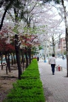 신곡동 우체국 옆 언덕에 있는 벚나무 등.... - 의정부 갤러리