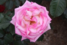 이곡 분수공원을 다녀왔습니다. - 식물 갤러리