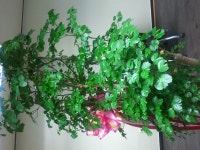 식갤님들 도와주세요!! - 식물 갤러리